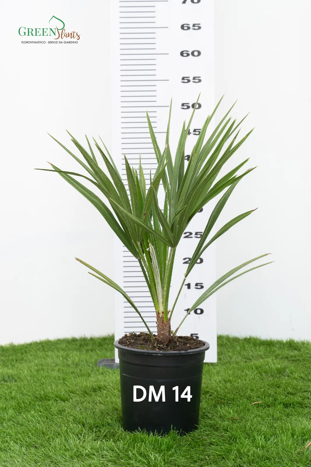 Una giovane pianta con foglie verdi spinose in un vaso nero etichettato "DM 14", posta di fronte a una tabella di misurazione dell'altezza su un letto di erba verde. La tabella mostra che la pianta è alta circa 60 cm.