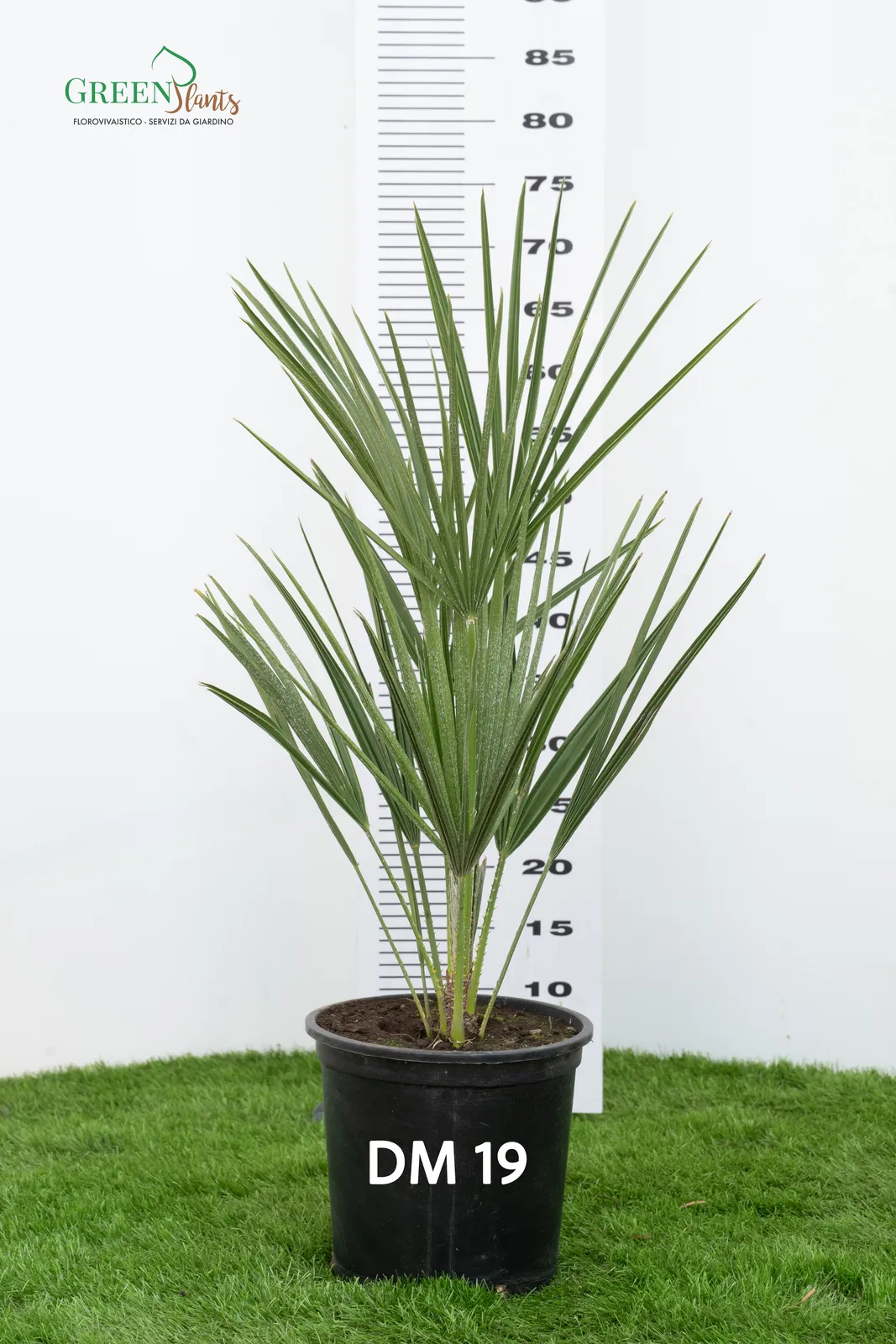 Una palma in vaso, etichettata "DM 19", è posta su un prato su uno sfondo bianco con una scala di misurazione. Le lunghe foglie verdi appuntite della pianta sono disposte a ventaglio e sembra essere alta circa 75 centimetri.