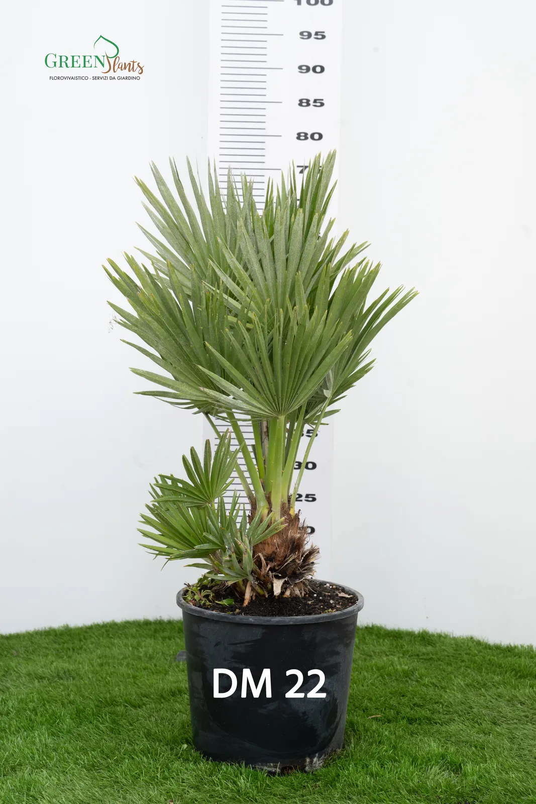 Una palma in vaso con foglie a ventaglio è posta su erba artificiale su uno sfondo bianco. Dietro c'è una scala di misurazione che indica un'altezza di circa 100 cm. Il vaso è etichettato "DM 22.