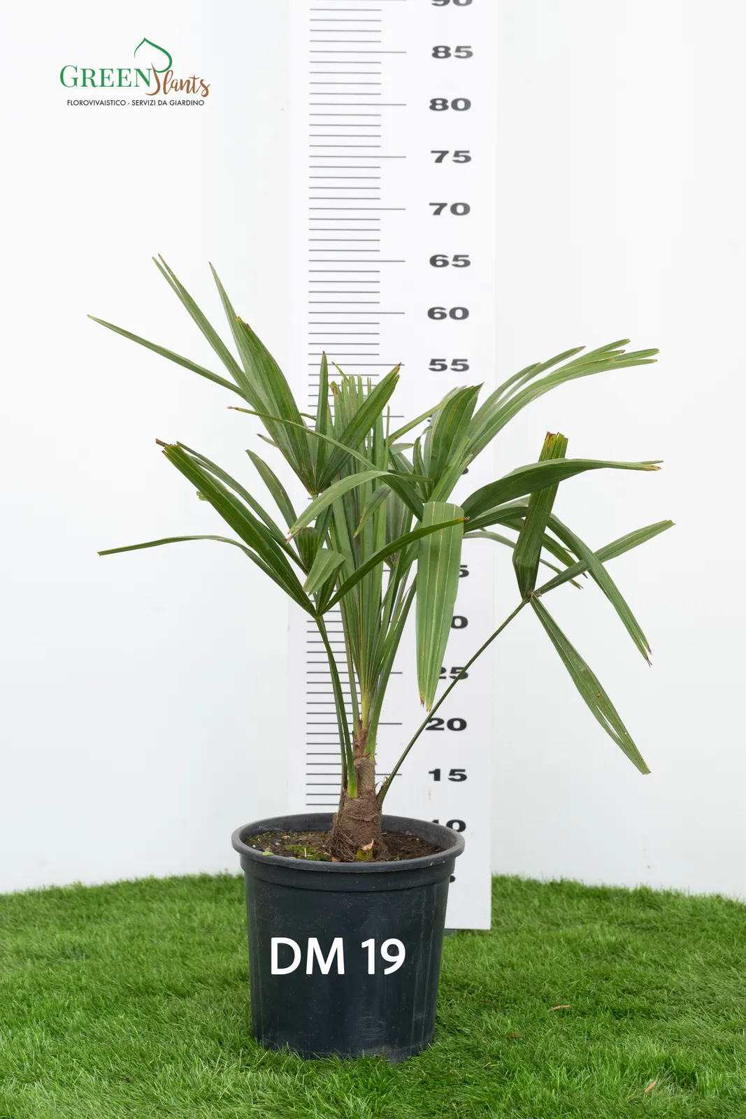 Una palma in vaso è appoggiata su un pezzo di erba verde su uno sfondo bianco. Dietro c'è una tabella di misurazione dell'altezza, che mostra che l'altezza della pianta è di circa 80 centimetri. Il vaso è etichettato "DM 19.