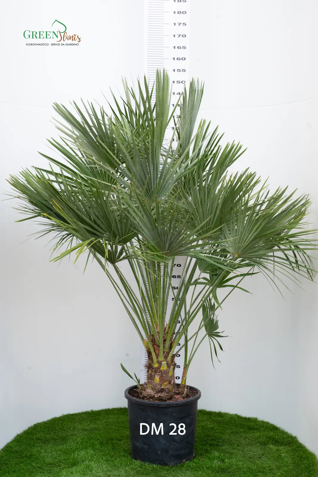 Una palma in vaso con fronde verdi spinose, che si erge su una superficie erbosa. Una scala di misurazione ne indica l'altezza, contrassegnata con "DM 28" sul vaso. Lo sfondo è bianco con un debole logo "GREENplants" in alto a sinistra.