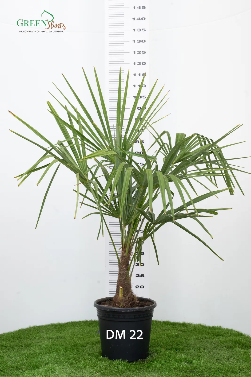 Una palma verde in un vaso nero con l'etichetta "DM 22", posta su erba artificiale. Dietro c'è una scala di misurazione dell'altezza che arriva fino a 150 cm. La pianta è alta circa 125 cm. "GREENplants" è visibile in alto a sinistra.