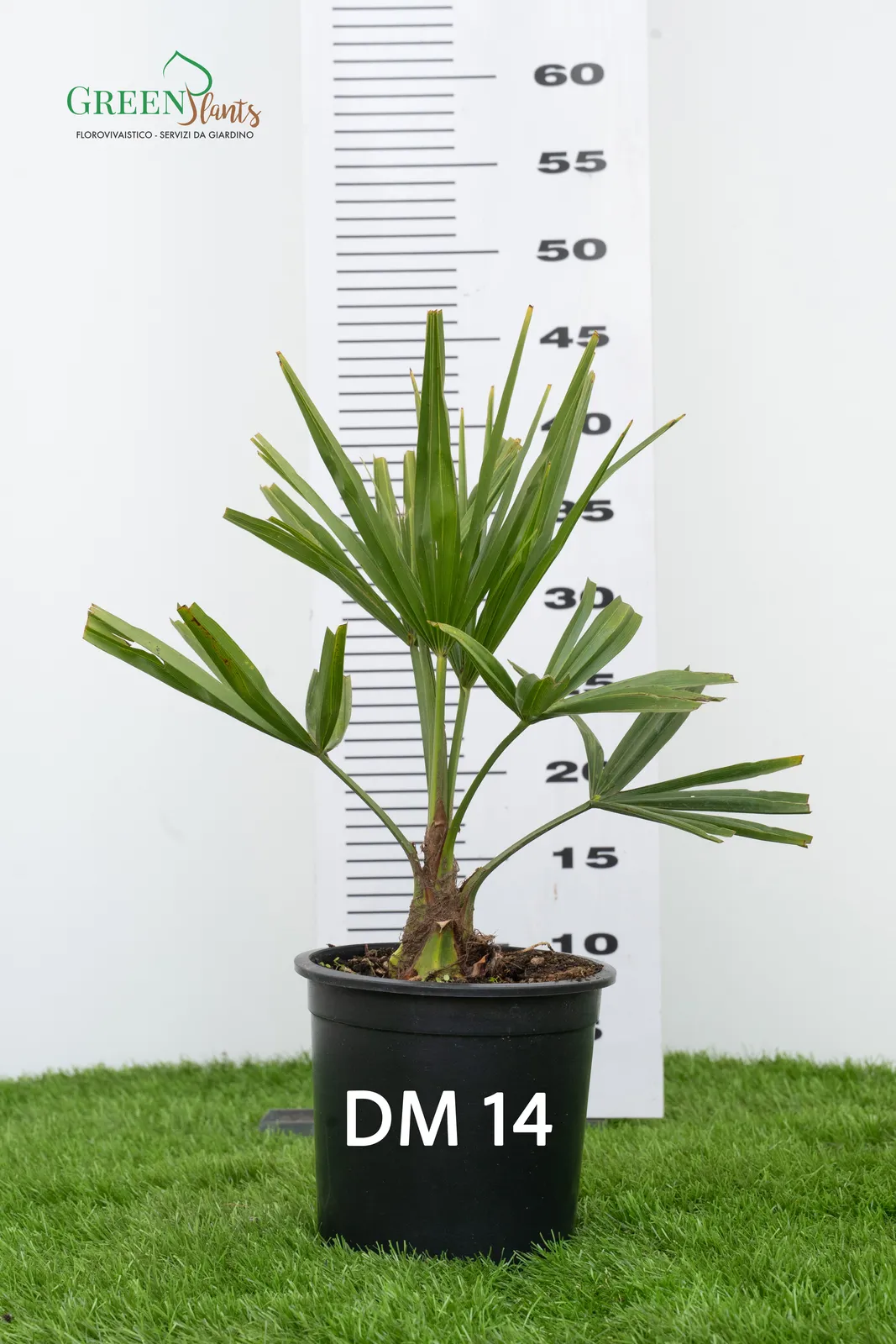 Piccola palma in un vaso nero con l'etichetta "DM 14" sull'erba. Dietro c'è una scala di misurazione che arriva fino a 60. Il vaso ha un logo con il testo "Green Plants" in alto a sinistra su uno sfondo bianco.