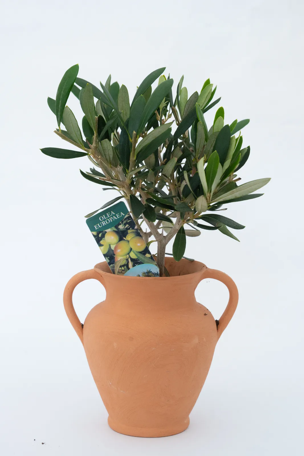 Un piccolo ulivo con foglie verde scuro è piantato in un vaso di terracotta con due manici. Un'etichetta è parzialmente visibile, con immagini di olive. Lo sfondo è bianco semplice.