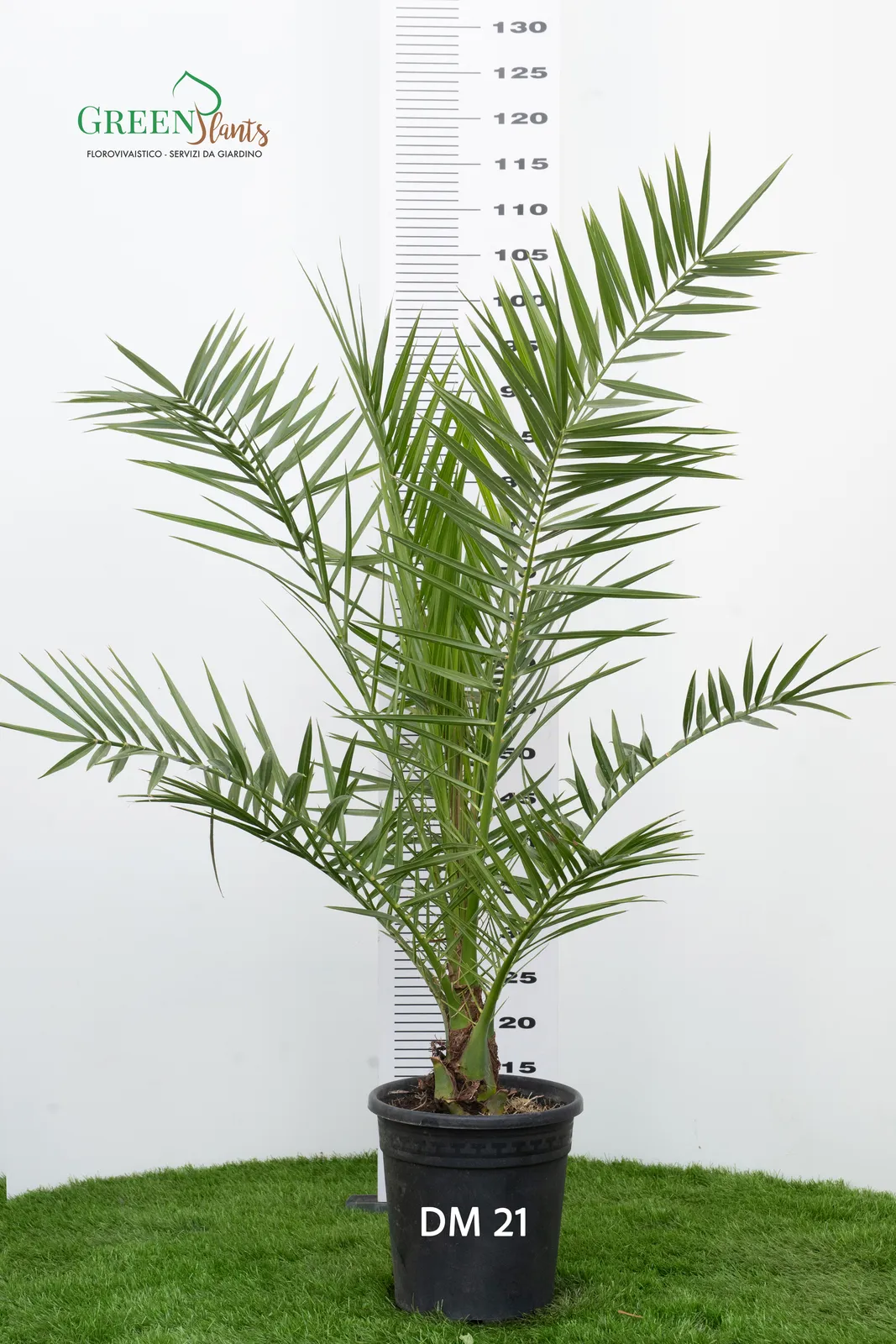 Una palma in vaso etichettata "DM 21" è mostrata su uno sfondo con misure verticali. La pianta ha lunghe e sottili fronde verdi ed è esposta su una macchia di erba verde. Le parole "Green Plants" sono visibili nell'angolo in alto a sinistra.