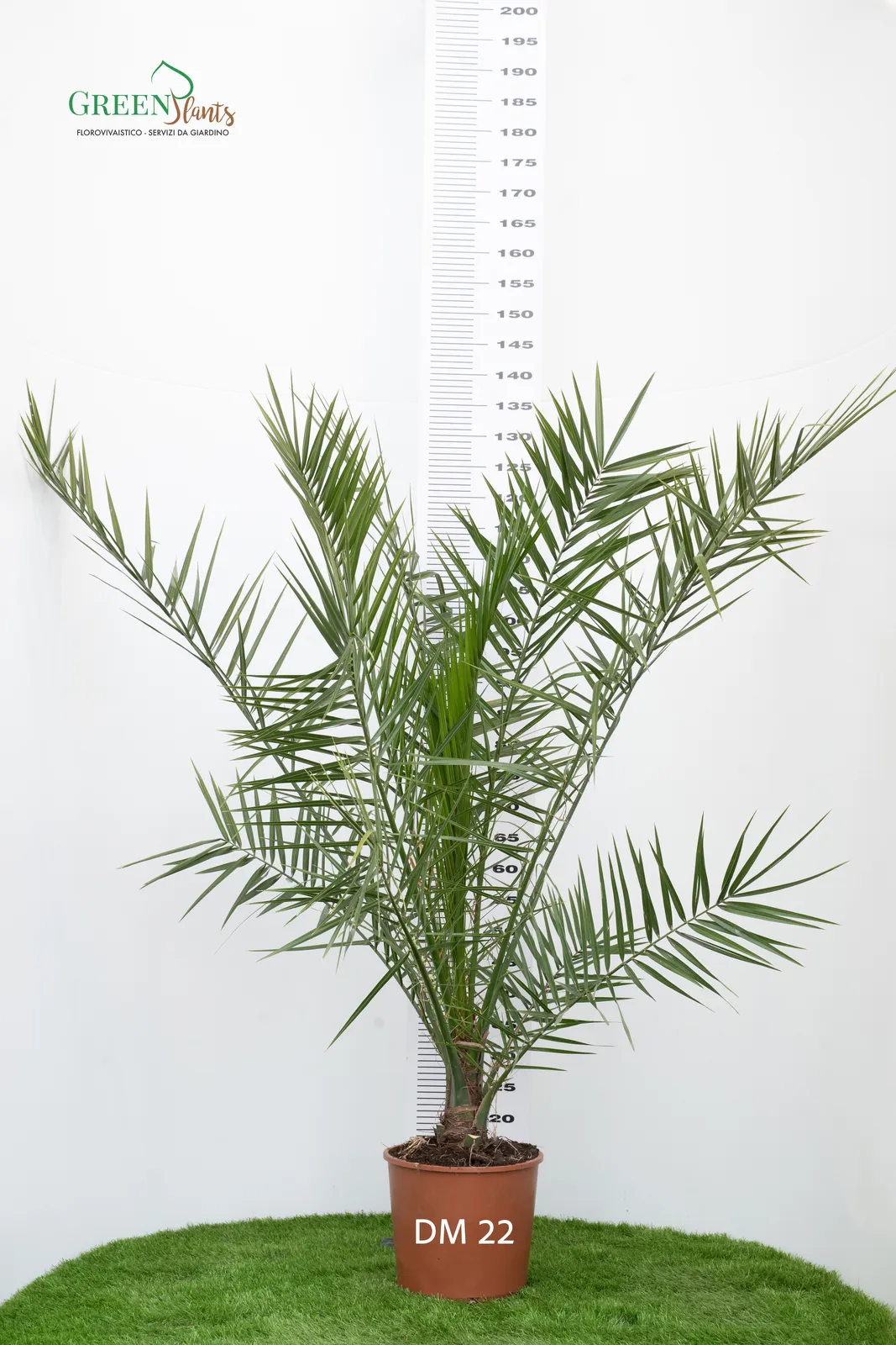 Pianta di palma in vaso marrone, posta su erba sintetica verde. Dietro la pianta è visibile una scala di misurazione verticale con numeri che vanno da 70 a 190 centimetri. L'etichetta della pianta riporta "DM 22.