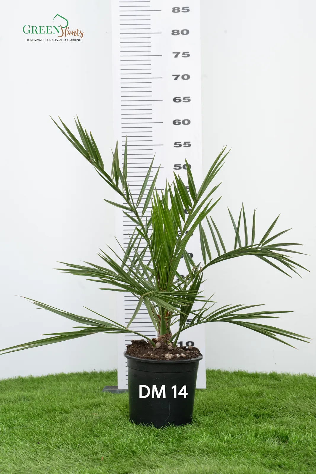 Una piccola palma in vaso etichettata "DM 14" è appoggiata su una superficie erbosa. Dietro, una tabella di misurazione in centimetri indica che la sua altezza è di circa 55 cm. Lo sfondo è bianco e un logo con "Green Plants" è nell'angolo in alto a sinistra.