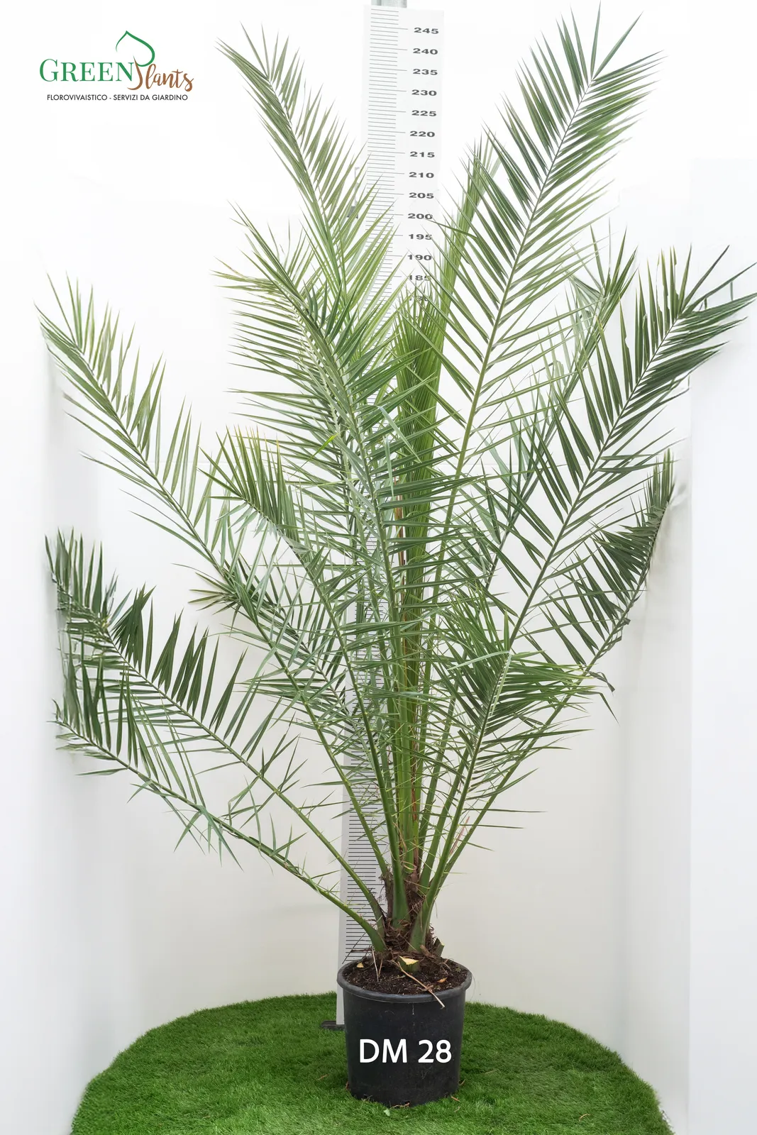 Pianta di palma alta in vaso con lunghe e sottili fronde verdi esposte all'interno su una macchia di erba artificiale. Un indicatore di altezza è visibile sullo sfondo, indicando l'altezza della pianta. Sono visibili il testo "Green Plants" e "DM 28".