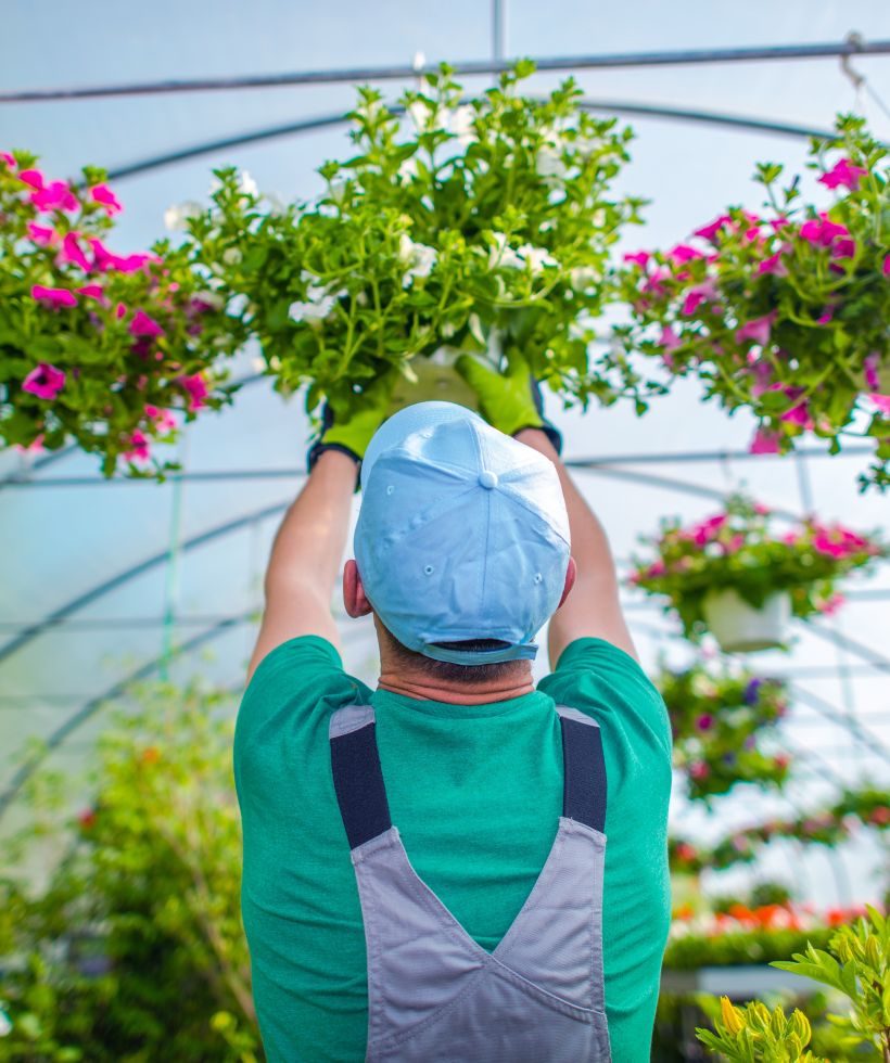 giardiniere che sistema piante in un viavaio a fiumefreddo di sicilia